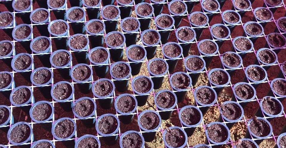 muda de cafe no tubete