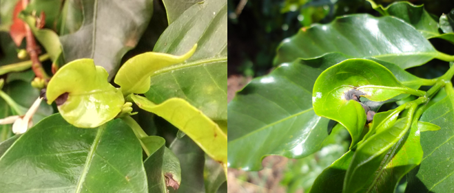 Folhas do cafeeiro com mancha de phoma