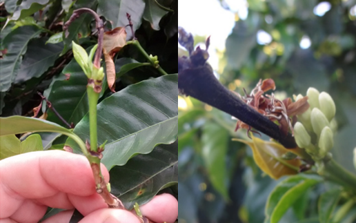 Ponteiros de cafeeiro secos