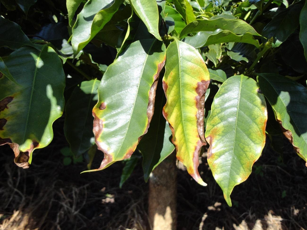 Folhas de cafeeiro com deficiência de potássio