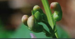 Estádio fenológico do feijão R5