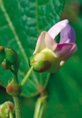 Estádio Fenológico do Feijão R6