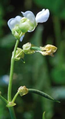 Estádio Fenológico do Feijão R7