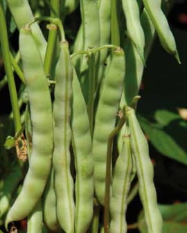 Estádio Fenológico do Feijão R8