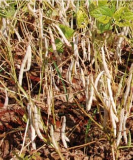 Estádio Fenológico do Feijão R9