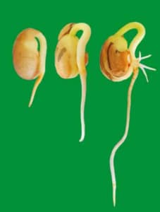 Estádio fenológico vegetativo V0