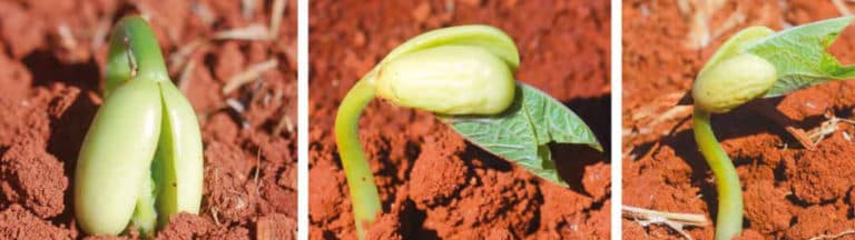 Estádio fenológico do feijão V1