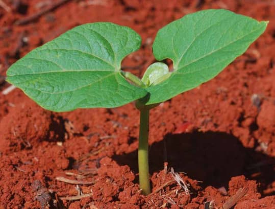 Estádio fenológico do feijão V2
