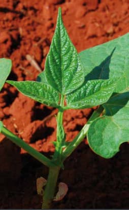 Estádio fenológico do feijão V3