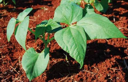 Estádio fenológico do feijão V4