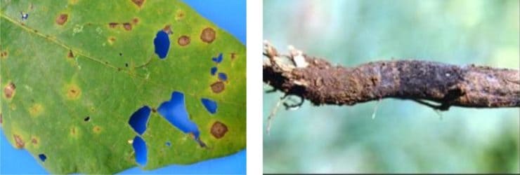 Folha e haste com sintomas de mancha-alvo