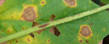 Folha com mancha-alvo