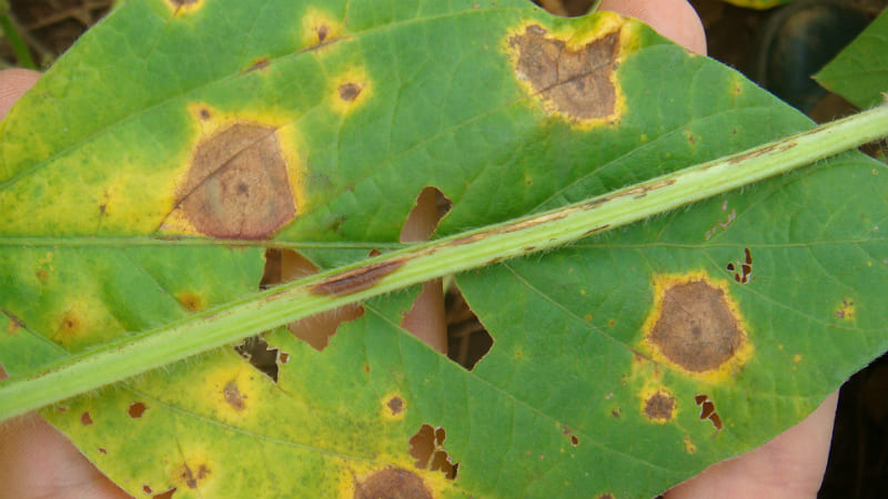 Folha com mancha-alvo