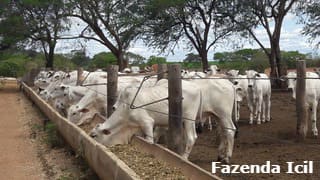 Sequestro de bezerros