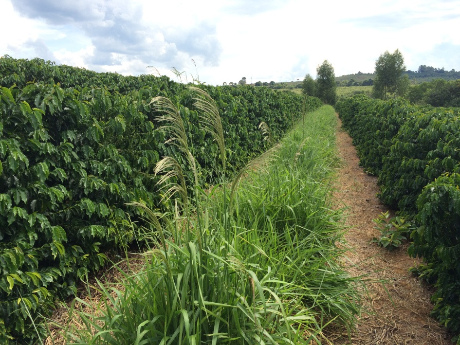 Plantas daninhas - capim amargoso