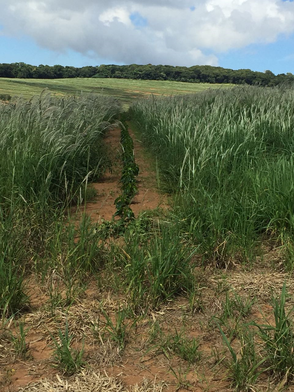 Plantas daninhas - Capim Amargoso em Lavora de Café