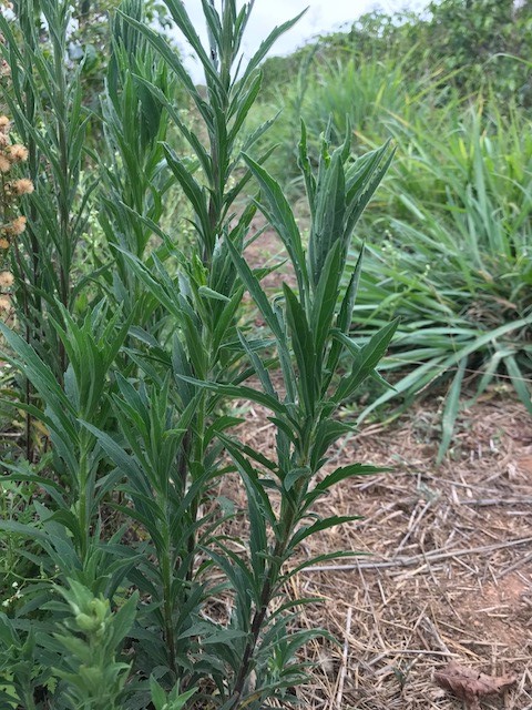 planta daninha - Buva