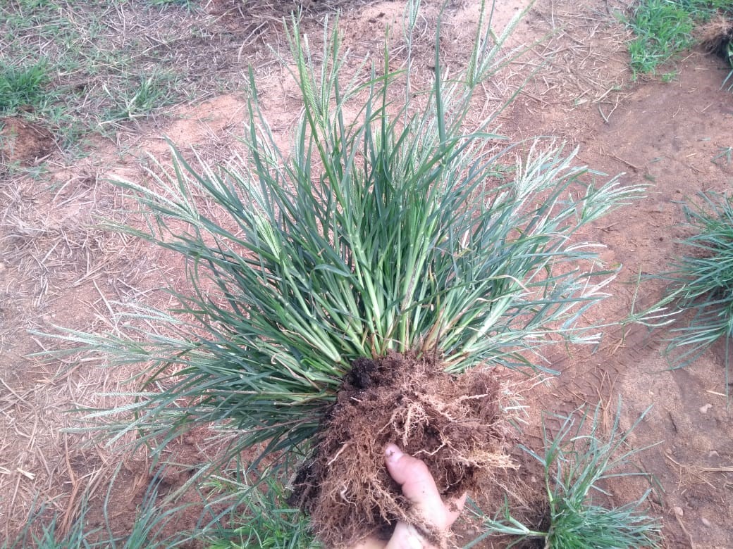 Capim pé de galinha