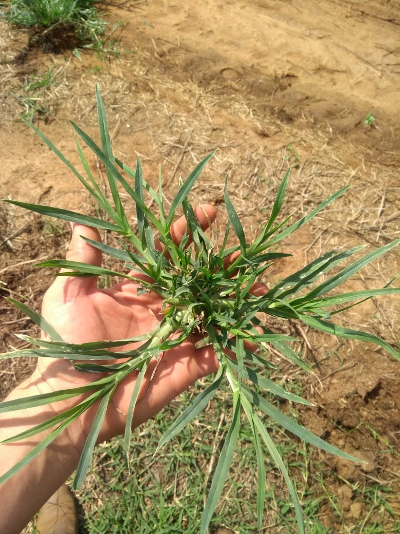 Planta daninha - capim pé de galinha
