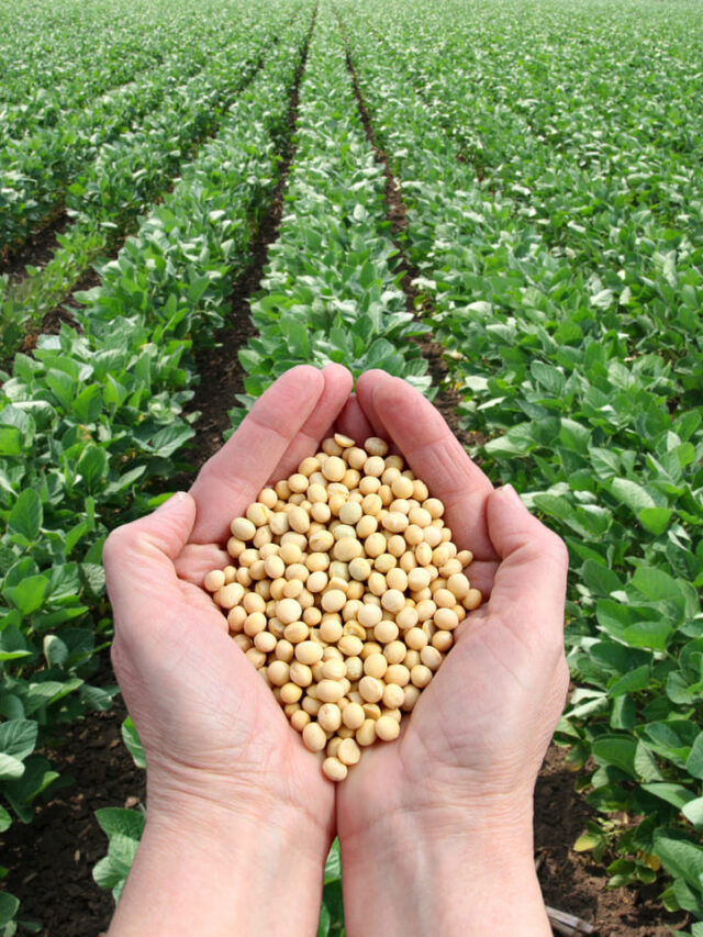 Produção de grãos: aumente a lucratividade e alavanque os resultados