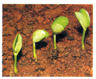 Período de emergência da plântula