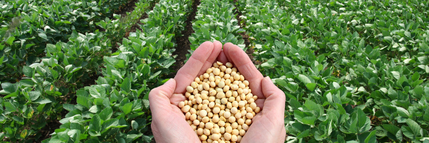 Estádio fenológico da soja