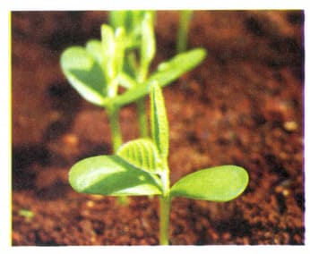 Período cotiledonar