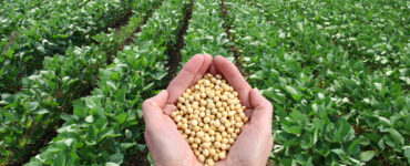 Estádio fenológico da soja