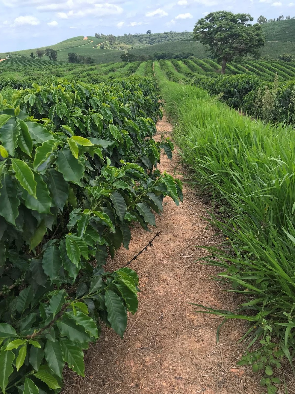 Braquiária na entrelinha do cafeeiro