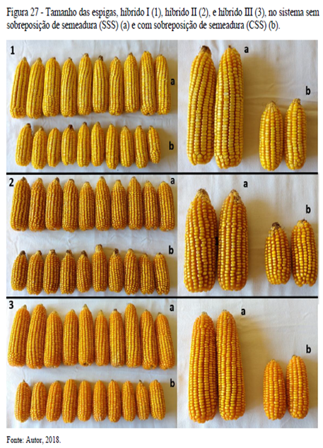 Espigas de milho com diferenças de acordo com o sistema de semeadura