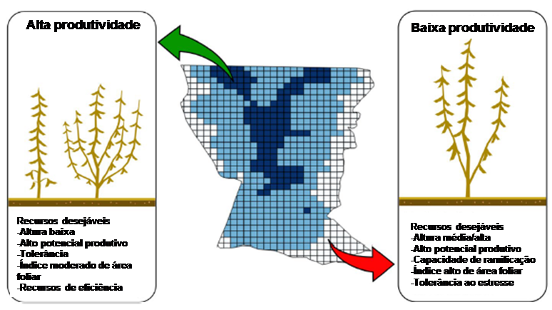 Arranjo de variedades da soja