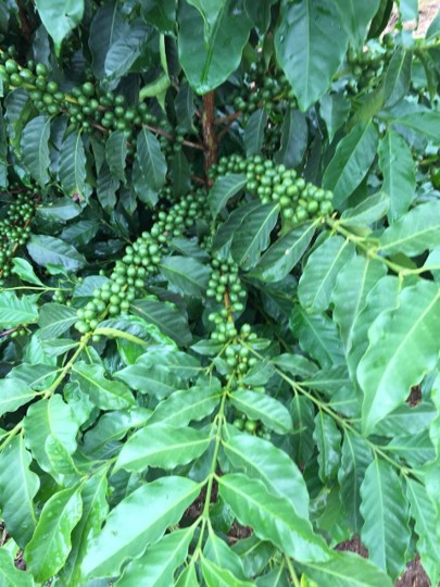 Cafeeiro bem nutrido