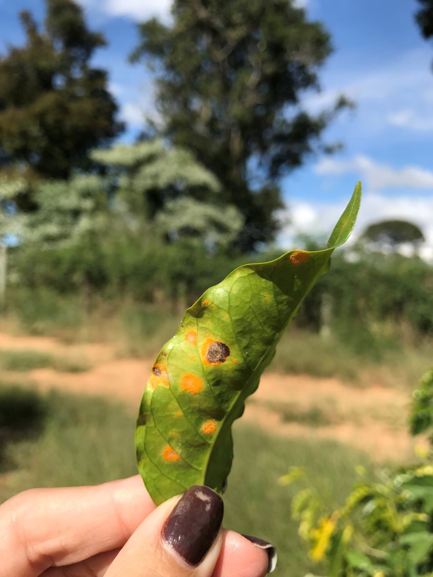 Folha de cafeeiro com ferrugem