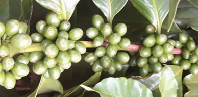 Frutos de café bem nutridos