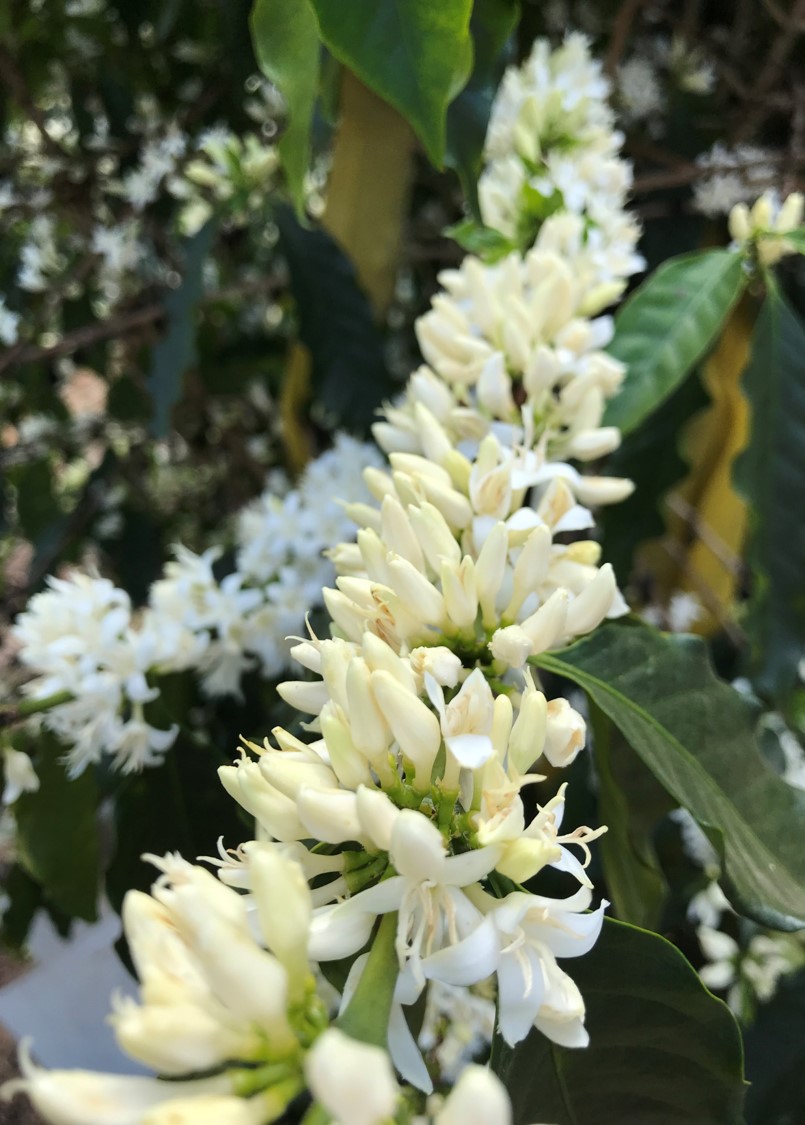 potássio na cultura do café