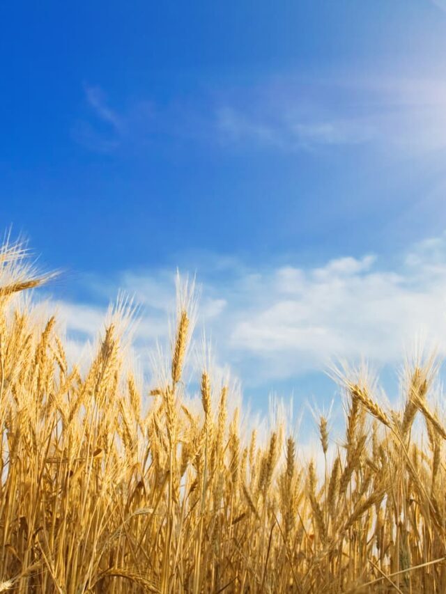 Origem do trigo no Brasil: Histórico e cultivo