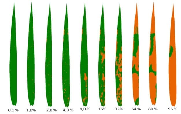 Escala de severidade da ferrugem na folha do trigo