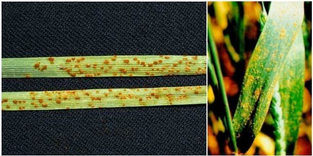 Ferrugem na folha do trigo