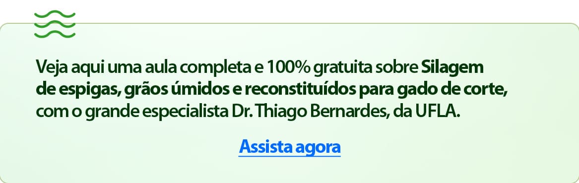 Silagem de espigas, grãos úmidos e reconstituídos