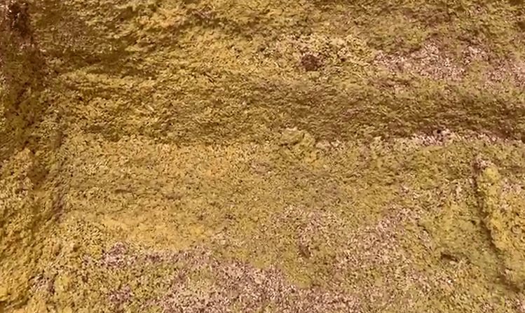 Silagem de grão úmido