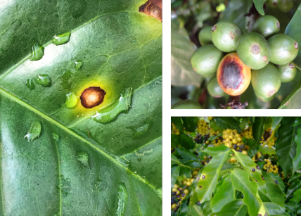 Cercosporiose no cafeeiro