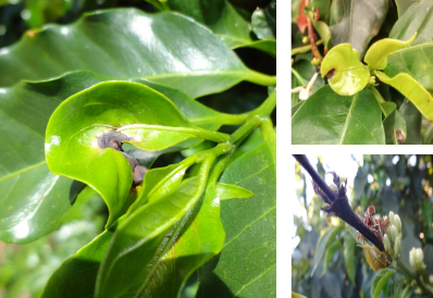 Cafeeiro com sintomas de phoma