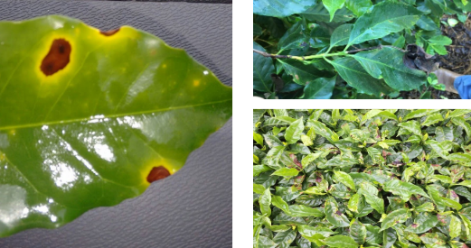 Folha de cafeeiro com mancha aureolada