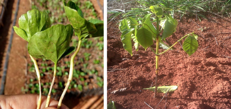 Cafeeiro com sintomas de Rizoctoniose