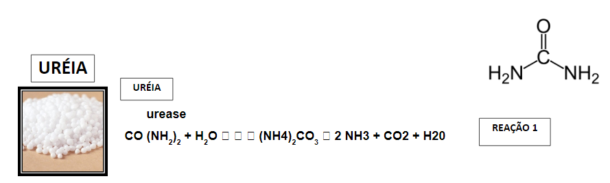 Reação da ureia formando amônia