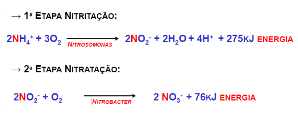 Reação da ureia se transformando em nitrato