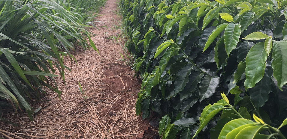 Lavoura de café com boa disponibilidade de palhada