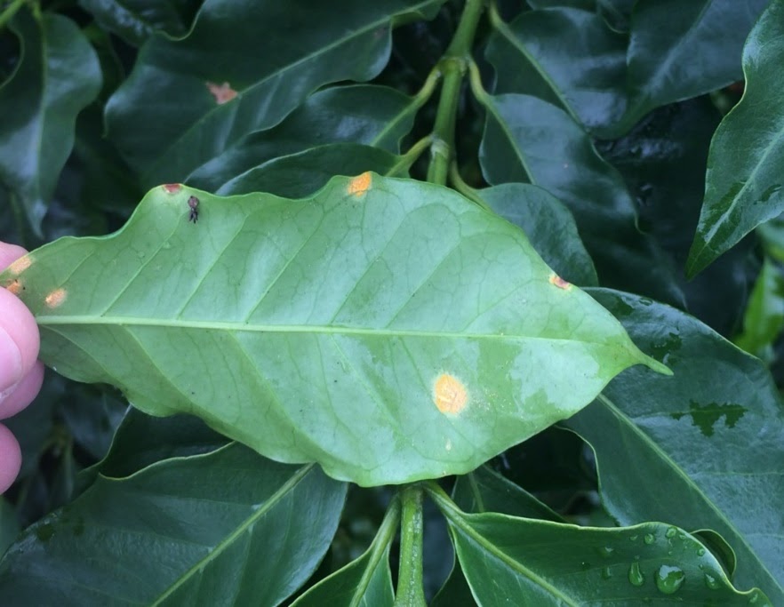 Folha com sintomas de ferrugem-do-cafeeiro