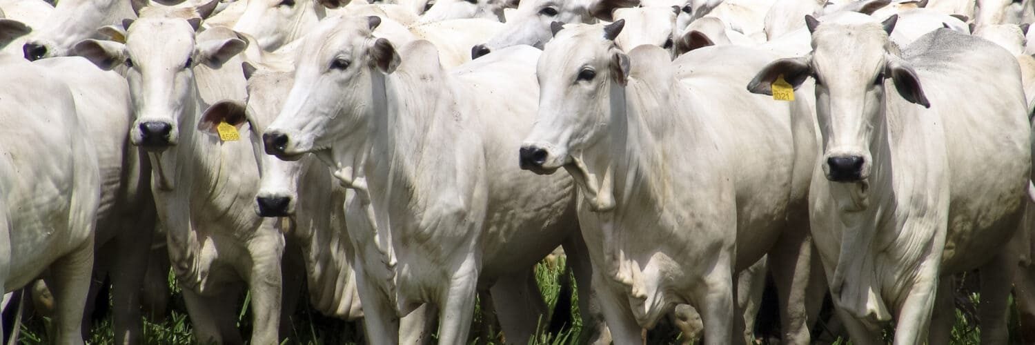 Gado de pecuária de corte