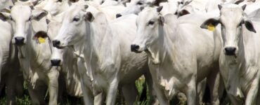 Gado de pecuária de corte